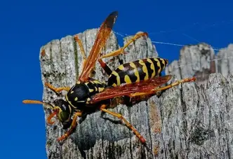 The Best Fruit Fly Trap Options for DIY Pest Control - Bob Vila