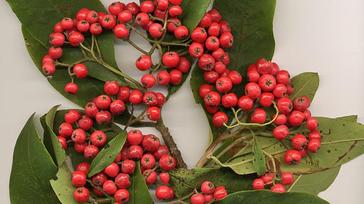 are red tree berries poisonous to dogs