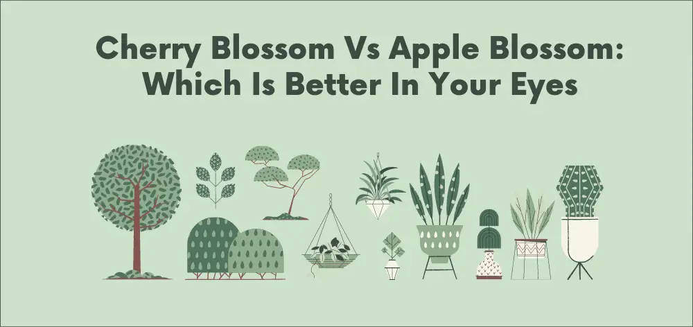 cherry blossom vs apple blossom
