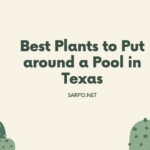 Best Plants to Put around a Pool in Texas