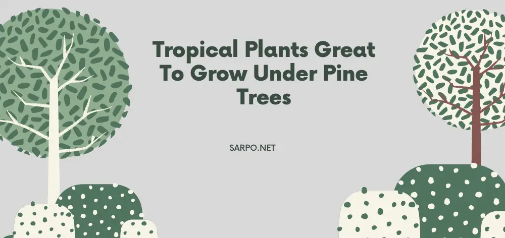 8 Tropical Plants Great To Grow Under Pine Trees