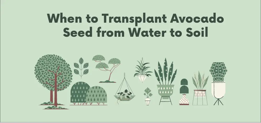 When to Transplant Avocado Seed from Water to Soil