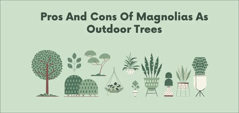 pros and cons of magnolias as outdoor trees