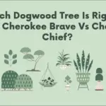 cherokee brave vs cherokee chief dogwood
