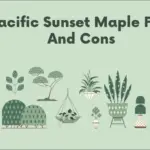 pacific sunset maple pros and cons
