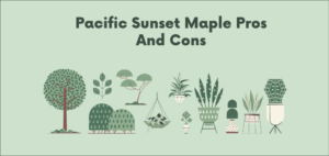 pacific sunset maple pros and cons