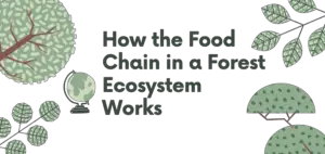 Food Chain in a Forest Ecosystem