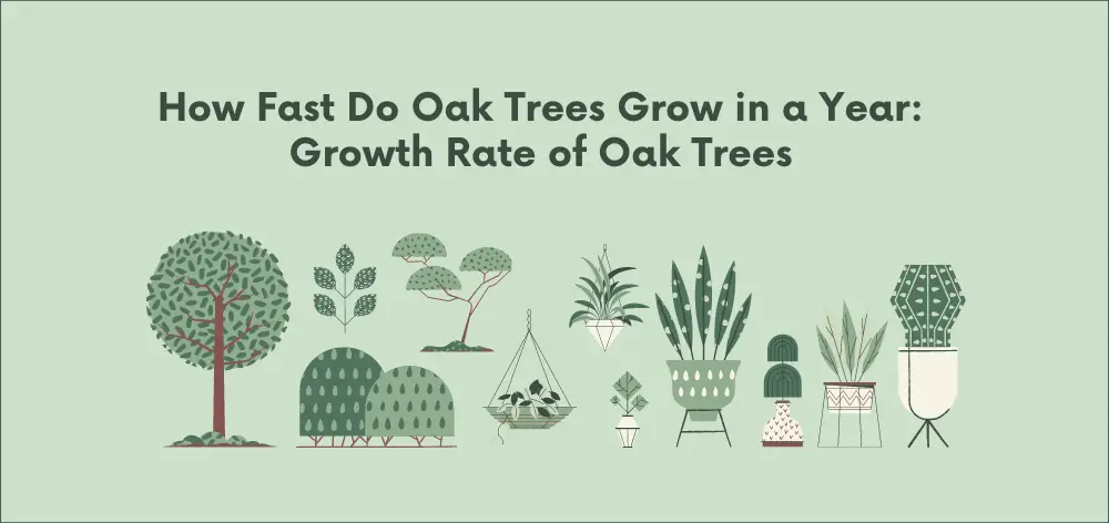How Fast Do Oak Trees Grow in a Year: Growth Rate of Oak Trees