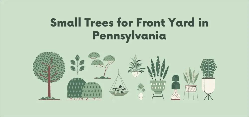 Small Trees for Front Yards in Pennsylvania