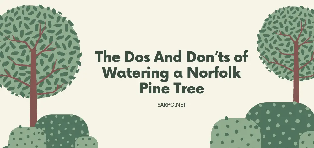 The Dos And Don'ts of Watering a Norfolk Pine Tree