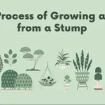 The Process of Growing a Tree from a Stump