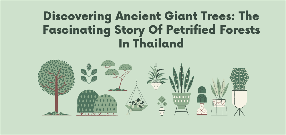 ancient giant trees found petrified in thailand