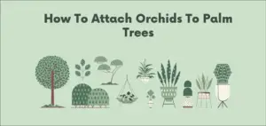 How To Attach Orchids To Palm Trees