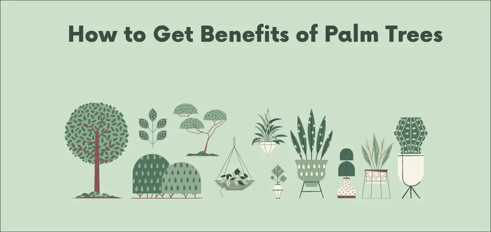 benefits of palm trees