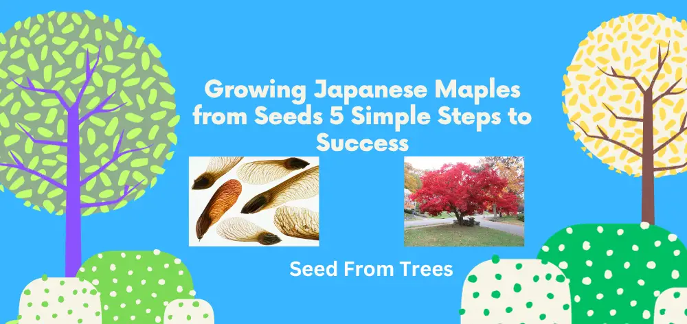 Growing Japanese Maples from Seeds 5 Simple Steps to Success