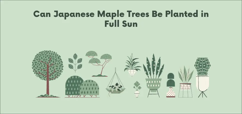 Can Japanese Maple Trees Be Planted in Full Sun