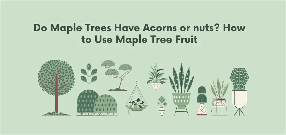 Do Maple Trees Have Nuts? How to Use Maple Tree Fruit