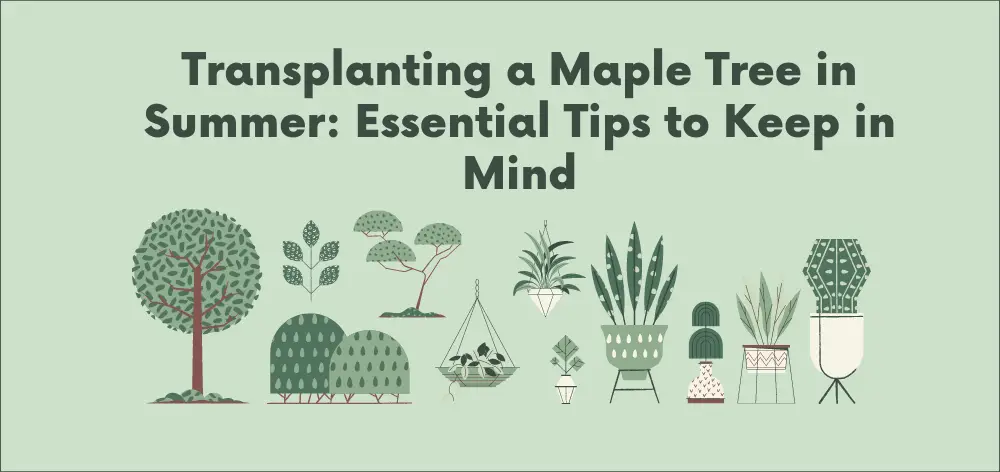 Transplanting a Maple Tree in Summer: Essential Tips to Keep in Mind