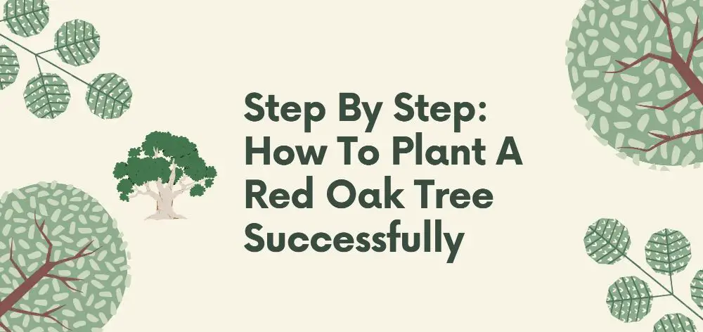 how to plan a red oak tree