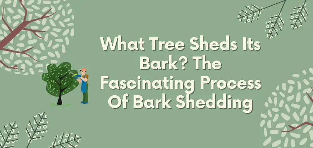 what tree sheds its bark