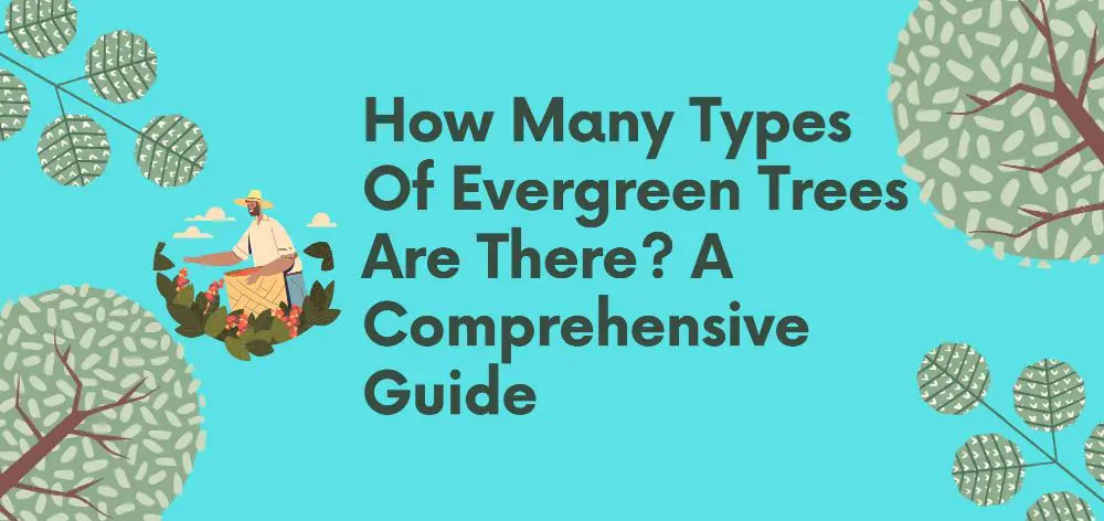 how many types of evergreen trees are there