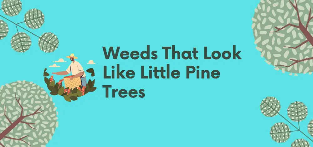 Weeds That Look Like Little Pine Trees