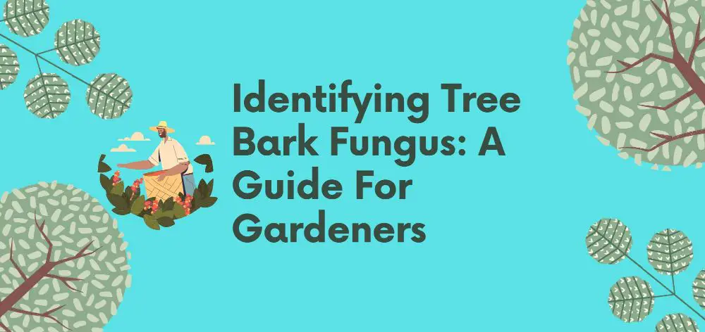 identifying tree bark fungus