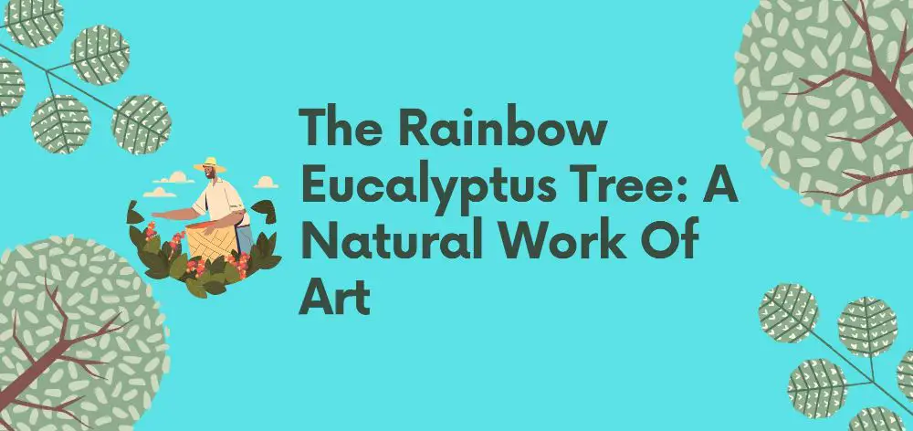 the rainbow eucalyptus tree