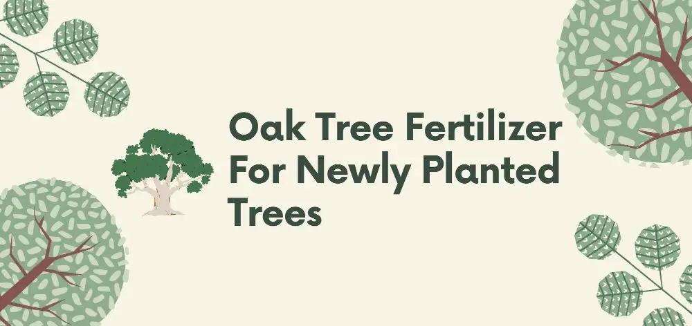 oak tree fertilizer for newly planted trees