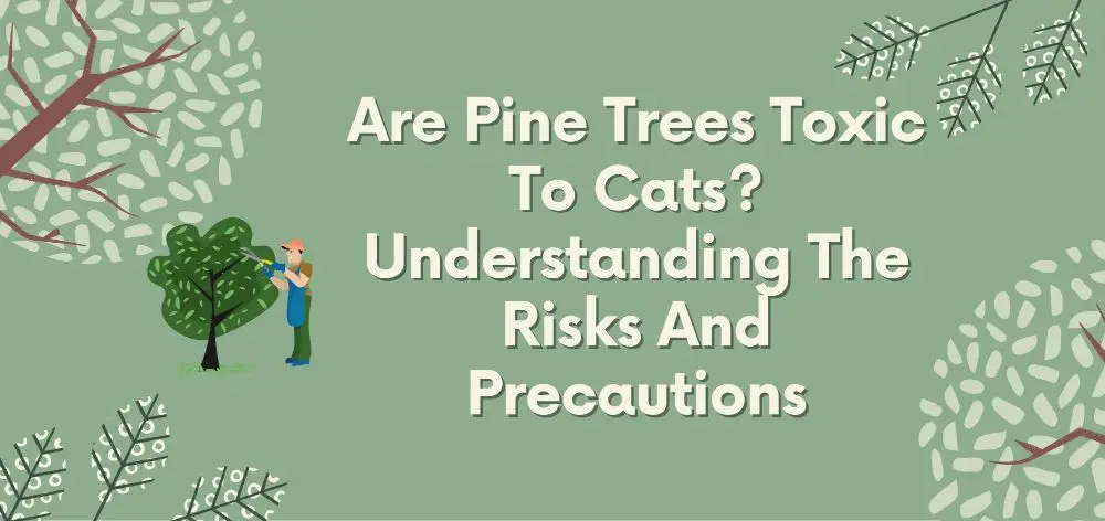 are pine trees toxic to cats