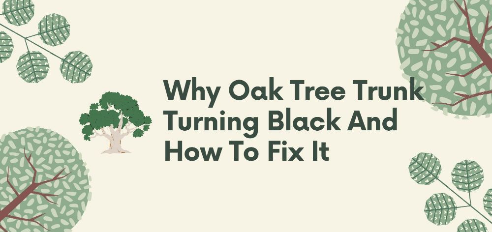 why oak tree trunk turning black and how to fix it