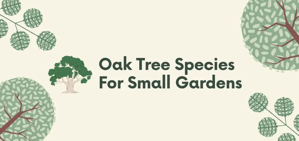 oak tree species for small gardens