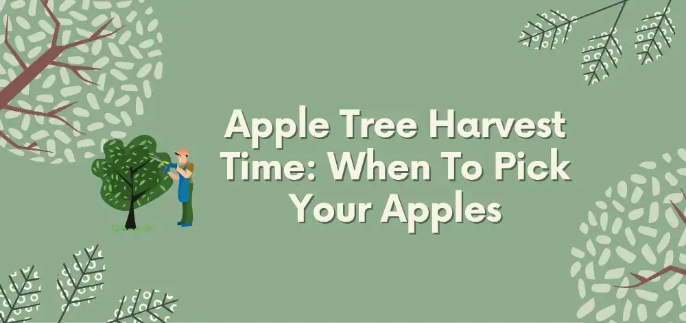 apple tree harvest time