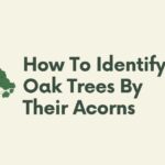 how to identify oak trees by their acorns