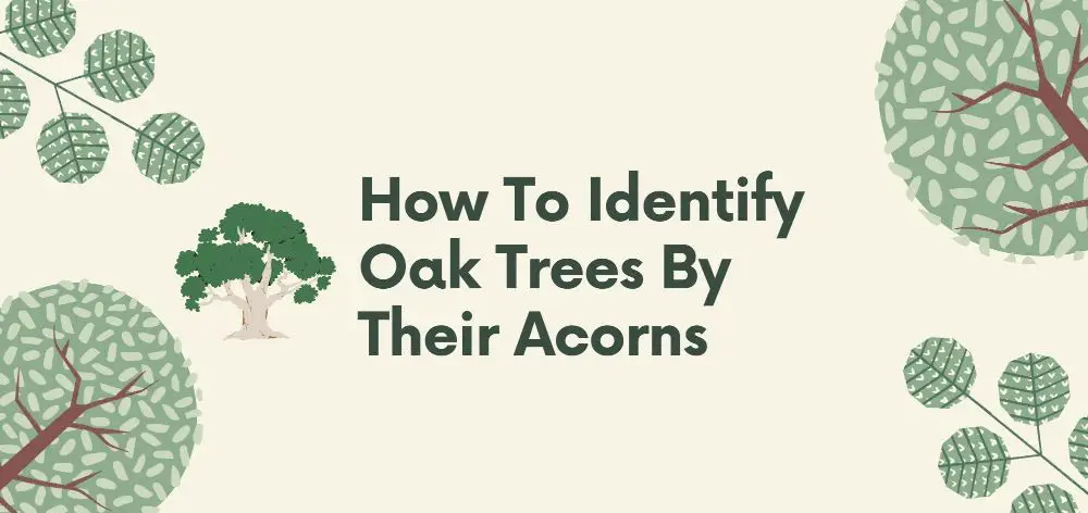 Acorn Anatomy: How to Identify Oak Trees by their Acorns