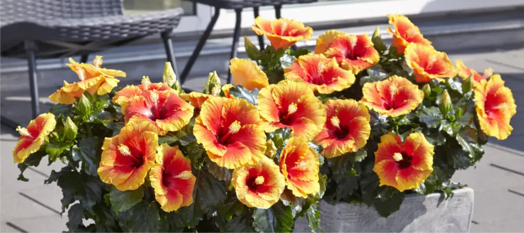 Discover the Hibiscus Plant Lifespan: A Comprehensive Guide