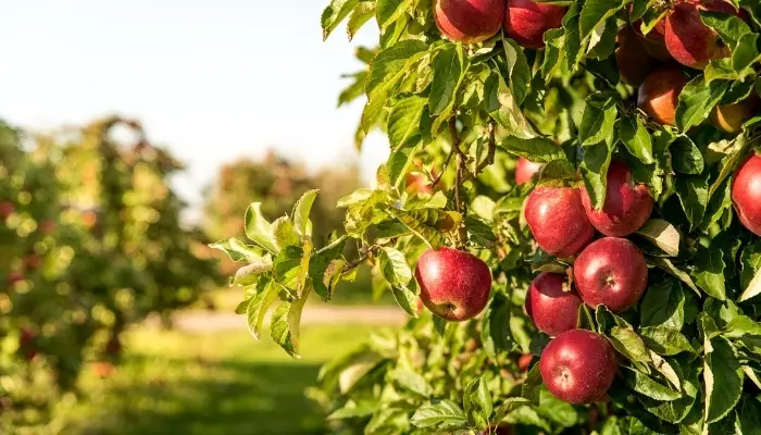 Boost Your Harvest with These Apple Tree Companion Plants