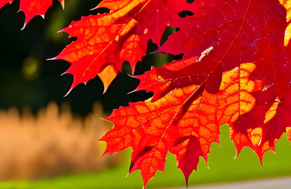 Sienna Glen Maple tree leaves turning a stunning red