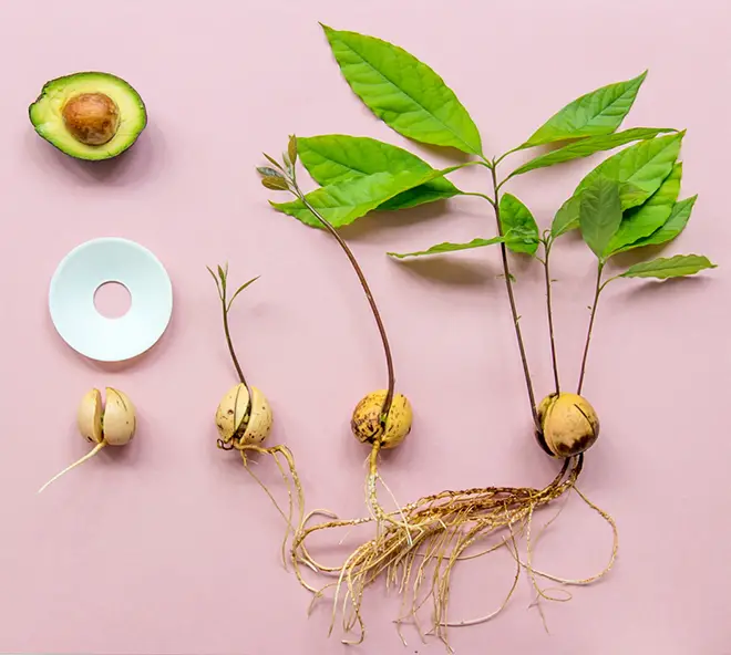 Avocado Seed to Tree Timeline: Growing Avocado Trees
