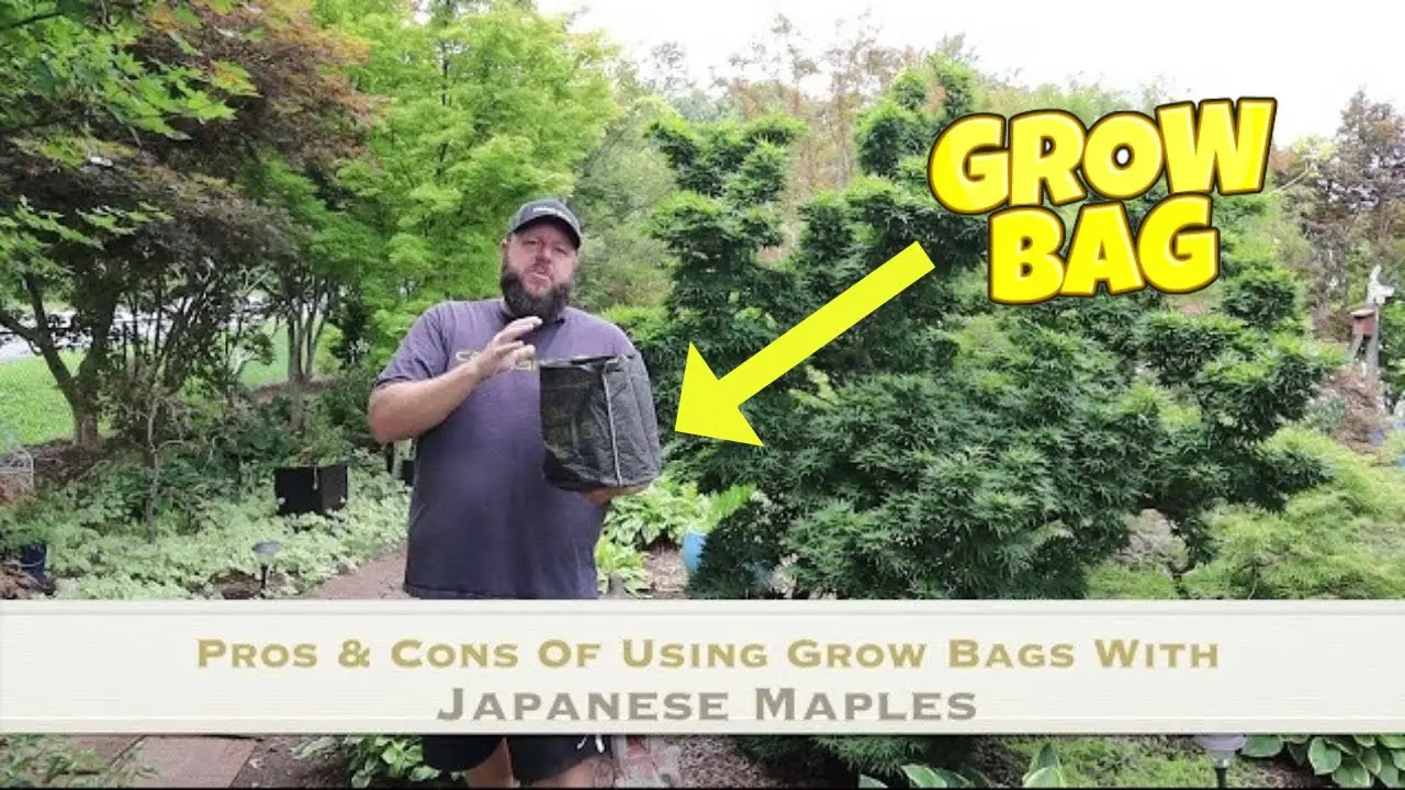 Grow Bags: the Pros and Cons