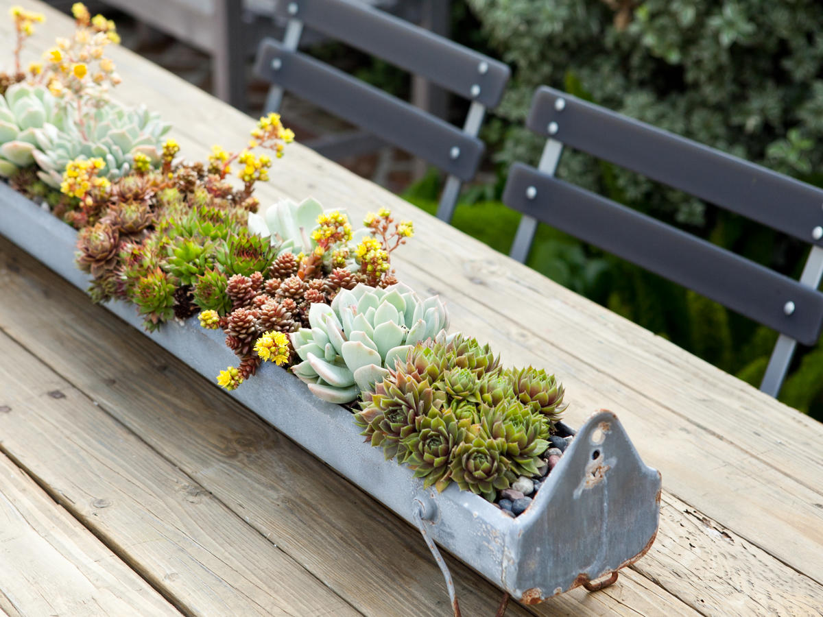 how to plant succulents