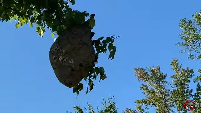 wasps in tree