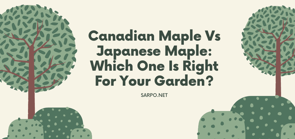 Canadian Maple vs Japanese Maple