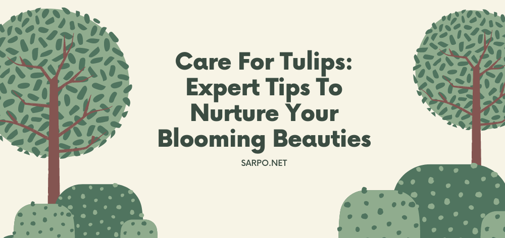 care for tulips