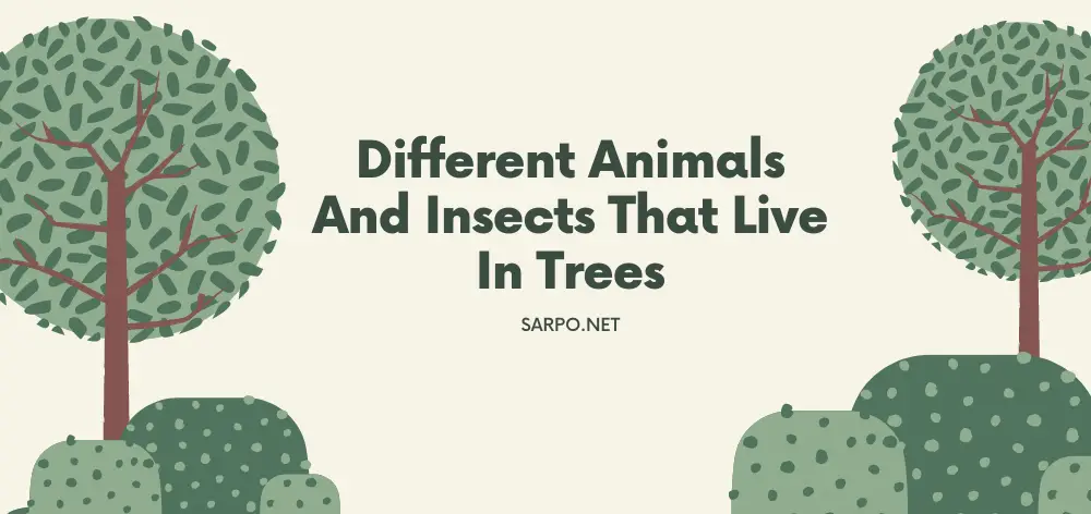 Different Animals And Insects That Live in Trees