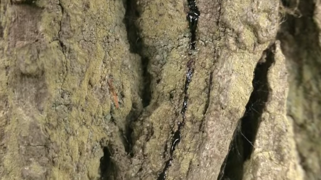 fungus growing on trees