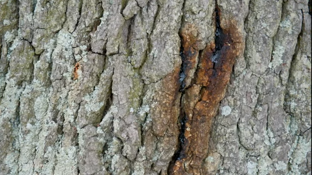 Oak Tree Dripping Brown Liquid