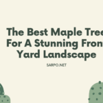 best maple tree for front yard