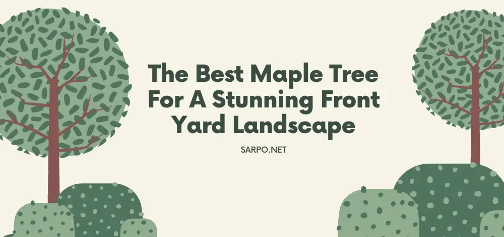 best maple tree for front yard