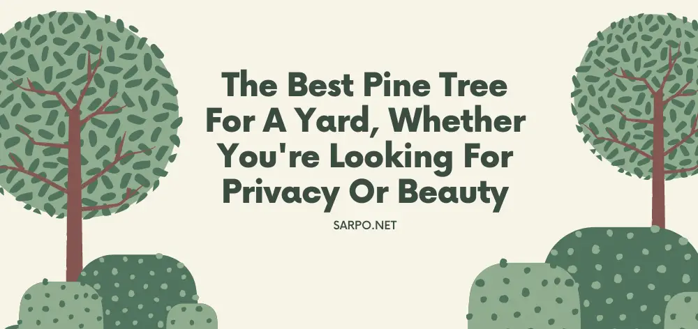 Best Pine Tree for a Yard